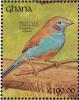 Colnect-1459-797-Red-cheeked-Cordon-bleu-Uraeginthus-bengalus.jpg