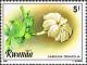 Colnect-2706-160-Gardenia-ternifolia.jpg