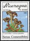 Colnect-3509-376-Craterellus-cornucopioides.jpg