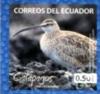 Colnect-3553-399-Whimbrel-Numenius-phaeopus.jpg