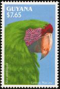 Colnect-1664-174-Great-Green-Macaw-Ara-ambigua-.jpg