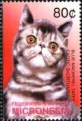 Colnect-5661-594-Blue-Mackerel-Taffy-Exotic-shorthair.jpg