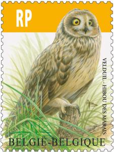 Colnect-967-214-Short-eared-Owl-Asio-flammeus-.jpg