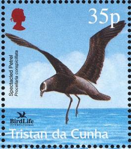 Colnect-2194-595-Spectacled-Petrel-Procellaria-conspicillata.jpg