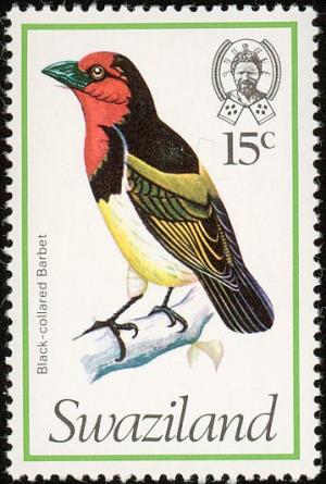 Colnect-1661-877-Black-collared-Barbet-Lybius-torquatus.jpg