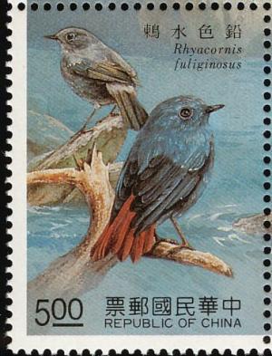 Colnect-2194-096-Plumbeous-Water-Redstart-Rhyacornis-fuliginosus.jpg