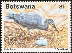 Colnect-3453-871-Slaty-Egret-Egretta-vinaceigula.jpg