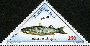 Colnect-4794-343-Flathead-Grey-Mullet-Mugil-cephalus-.jpg