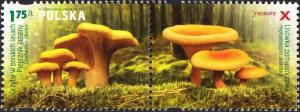 Colnect-4812-762-Real-Chanterelle-Cantharellus-cibarius.jpg