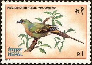 Colnect-4969-301-Pin-tailed-Green-Pigeon-Treron-apicauda.jpg