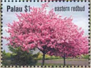 Colnect-4971-742-Eastern-Redbud-Cercis-canadensis.jpg