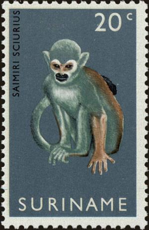 Colnect-4977-809-Common-Squirrel-Monkey-Saimiri-sciureus.jpg