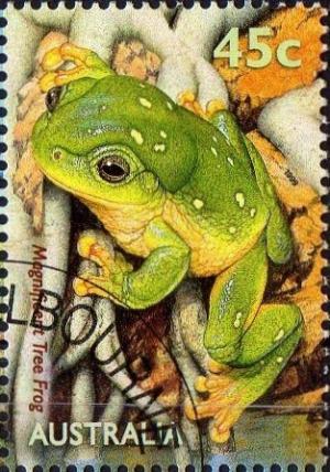 Colnect-735-587-Magnificent-Tree-Frog-Litoria-splendida-.jpg