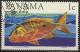 Colnect-1118-588-Southern-Red-Snapper-Lutjanus-aya.jpg