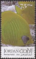 Colnect-1855-939-Hooded-Butterflyfish-Chaetodon-larvatus-.jpg