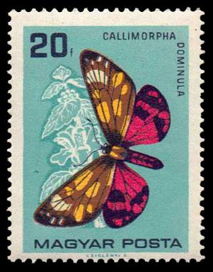 1726_Butterflies_20.jpg