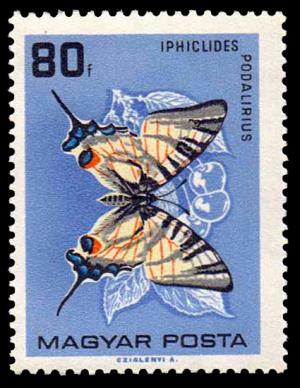 1729_Butterflies_80.jpg