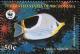 Colnect-1620-552-Saddle-Butterflyfish-Chaetodon-ephippium.jpg