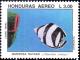 Colnect-1734-700-Banded-Butterflyfish-Chaetodon-striatus.jpg