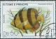 Colnect-2530-130-Banded-Butterflyfish-Chaetodon-striatus.jpg