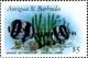 Colnect-6062-411-Banded-Butterflyfish-Chaetodon-striatus.jpg