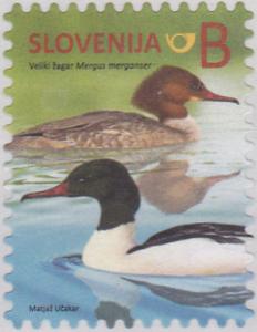 Colnect-3428-585-Mergus-merganser---reprinted-2016.jpg