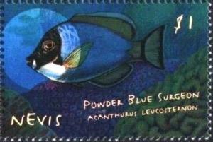 Colnect-4411-308-Powder-blue-surgeon-acanthurus-leucosternon.jpg