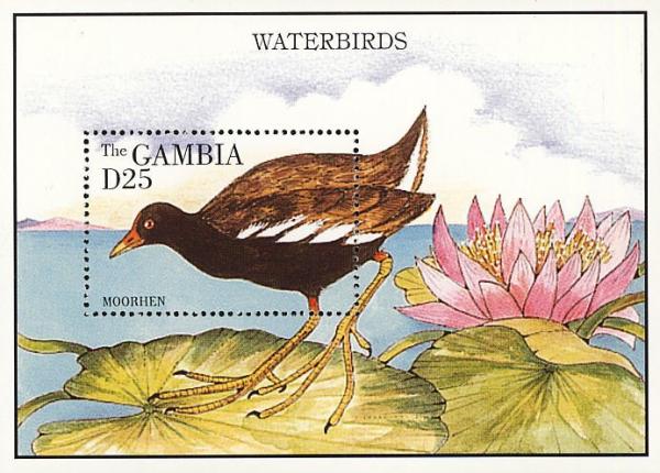 Colnect-1721-739-Common-Moorhen%C2%A0Gallinula-chloropus.jpg