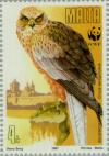 Colnect-131-064-Marsh-Harrier-Circus-aeroginosus.jpg