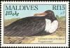 Colnect-1631-859-Lesser-Frigatebird-Fregata-ariel.jpg