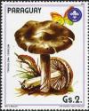 Colnect-2063-997-Tricholoma-terreum.jpg