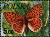 Colnect-3961-641-High-Brown-Fritillary-Fabriciana-adippe.jpg