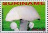 Colnect-4044-936-Agaricus-xanthodermus.jpg