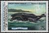 Colnect-5151-101-North-Atlantic-Right-Whale-Eubalaena-glacialis.jpg