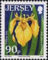 Colnect-5157-264-Yellow-Iris---Iris-pseudacorus-.jpg