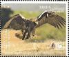 Colnect-7295-917-Spanish-Imperial-Eagle-Aquila-adalberti.jpg