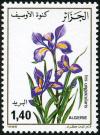 Colnect-872-142-Iris-unguicularis.jpg