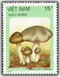 Colnect-1632-498-Tricholoma-terreum.jpg