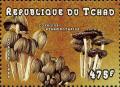 Colnect-3001-690-Coprinus-atramentarius.jpg