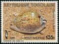 Colnect-3348-322-Rat-Cowrie-Cypraea-stercoraria.jpg