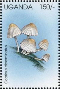 Colnect-1712-463-Coprinus-disseminatus.jpg