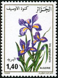 Colnect-872-142-Iris-unguicularis.jpg