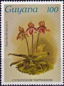 Colnect-3992-692-Cypripedium-tautzianum.jpg