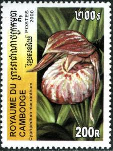 Colnect-3025-446-Cypripedium-macranthos.jpg