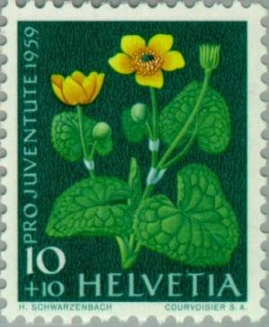 Colnect-140-108-Marsh-Marigold-Caltha-palustris.jpg