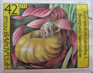 Colnect-1466-255-Cypripedium-calceolus.jpg