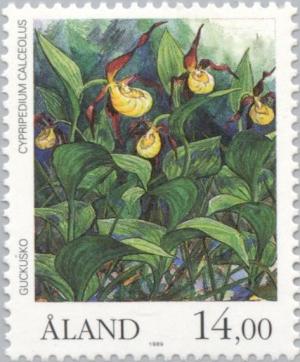 Colnect-160-714-Cypripedium-calceolus.jpg