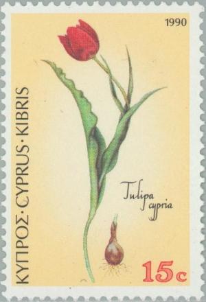 Colnect-177-659-Tulipa-cypria---Cyprus-black-Tulip.jpg