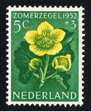 Colnect-2192-525-Marsh-Marigold-Caltha-palustris.jpg