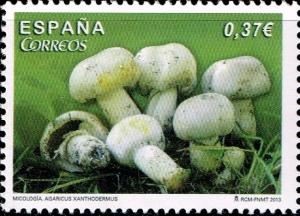 Colnect-2248-267-Agaricus-Xanthodermus.jpg